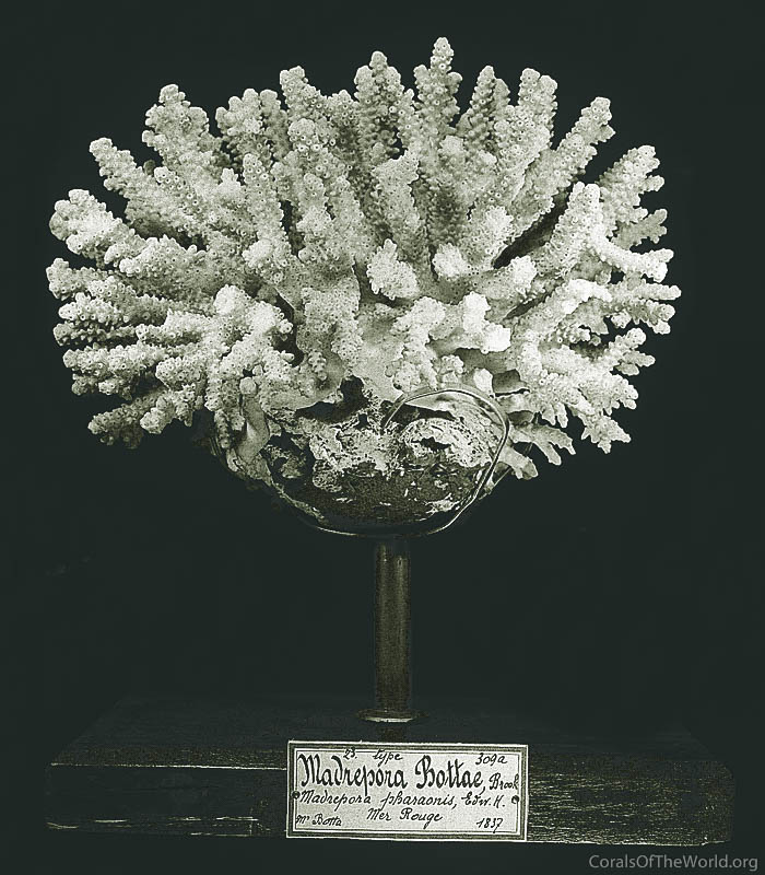 Type specimen